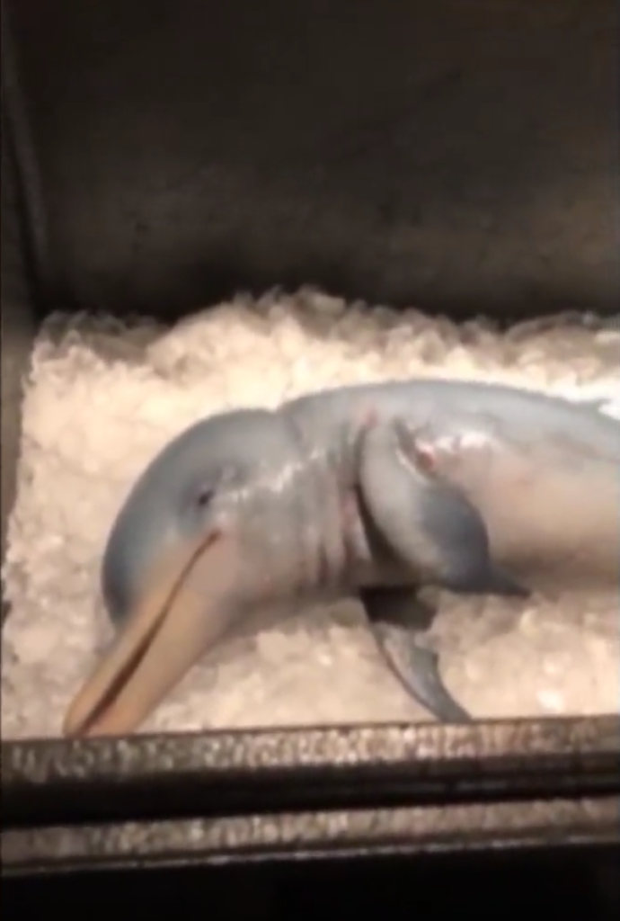 Fake Baby-Delfin (3D-Druck)